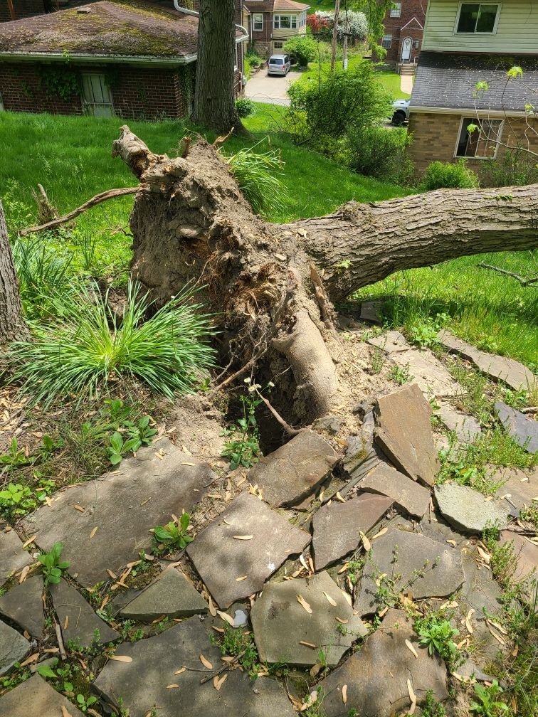 Fallen tree with exposed roots in a grassy yard, crushing stone pathway.