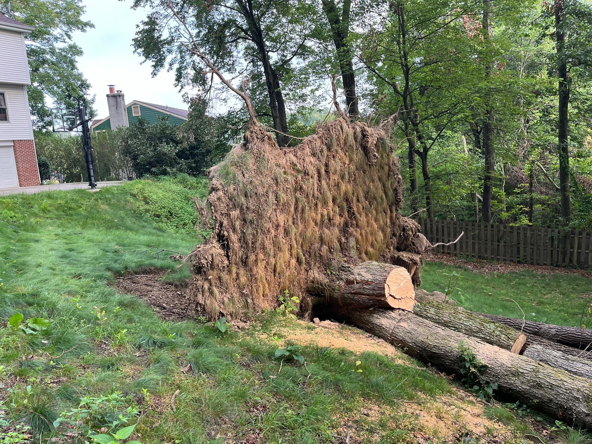Fallen tree with cut logs on a grassy bank next to a building and wooded area.