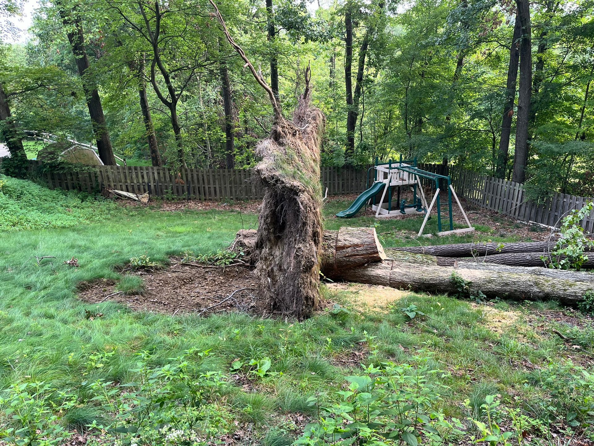 Fallen tree in backyard, green grass, wooden fence, and playground set.