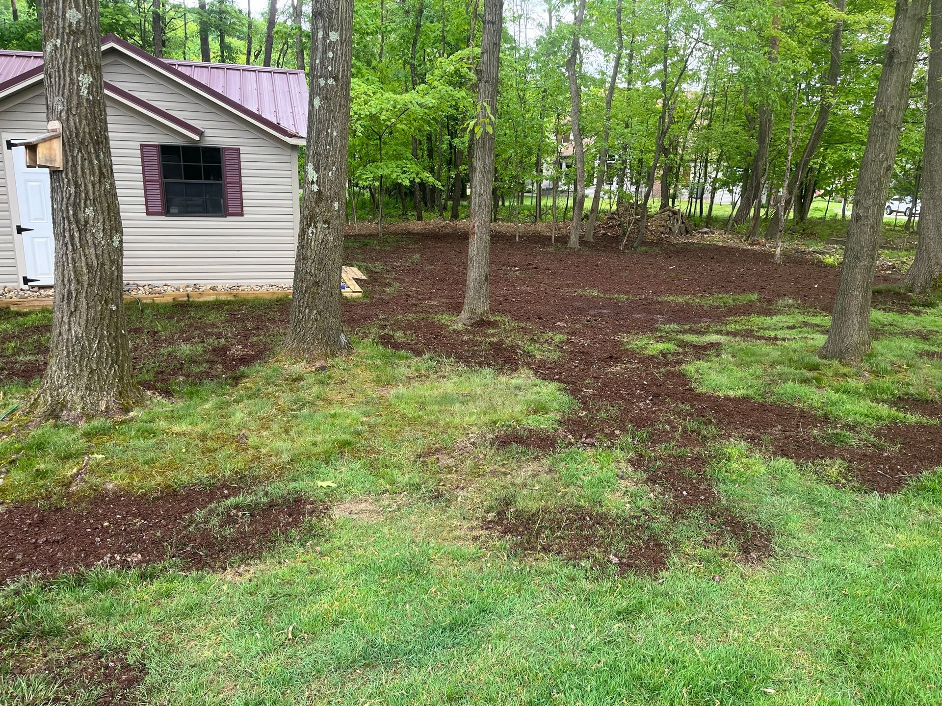 A shed next to a wooded area with dark mulch laid out across patches of grass.