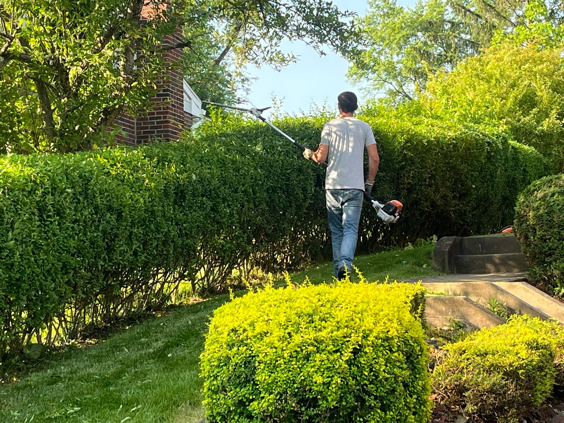 Man trims a tall green hedge with a pole hedge trimmer on a sunny day, in a suburban yard.