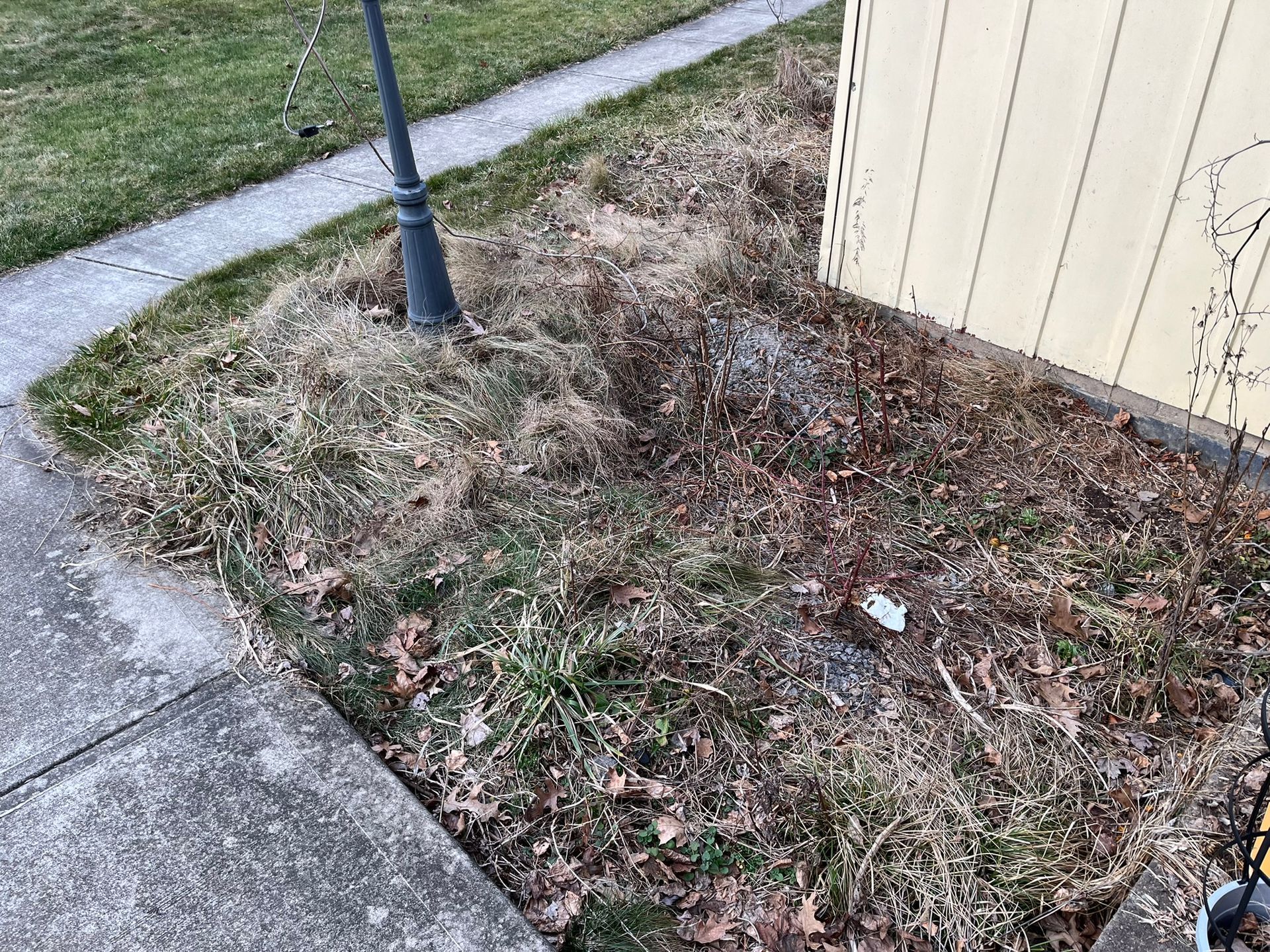 A small patch of dead grass and leaves near a sidewalk and house. A lamppost is visible.