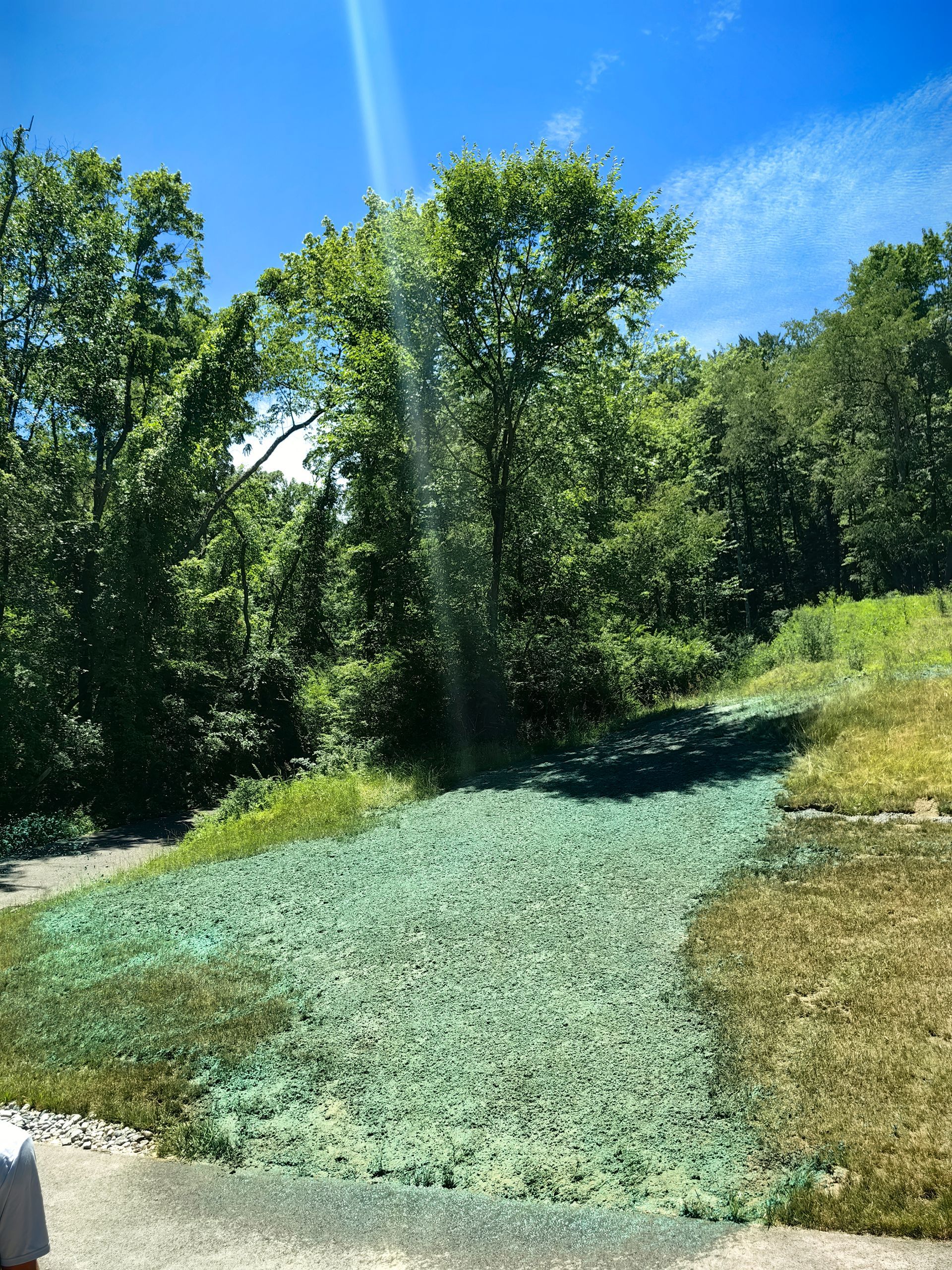 Green seeded hillside with tree and bright blue sky.