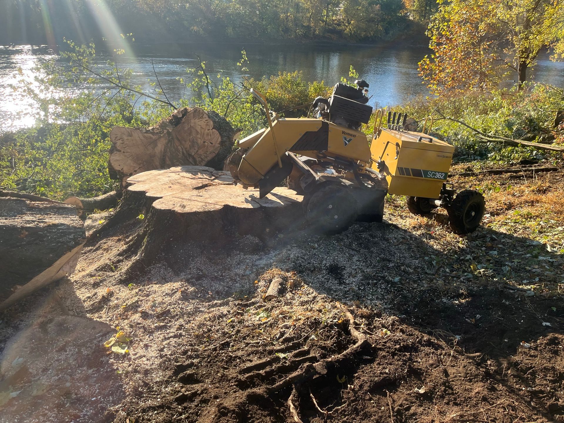 Stump grinder on tree stump near a river, grinding wood shavings.