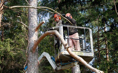 Tree service experts