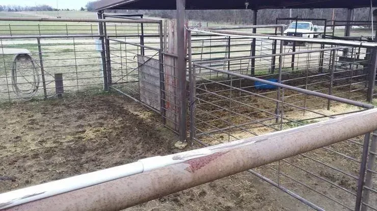 Farm corral with metal fencing and muddy ground, viewed over a wooden rail.