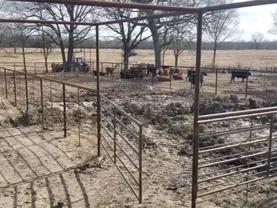 Cattle standing in a muddy fenced corral with leafless trees in a rural field
