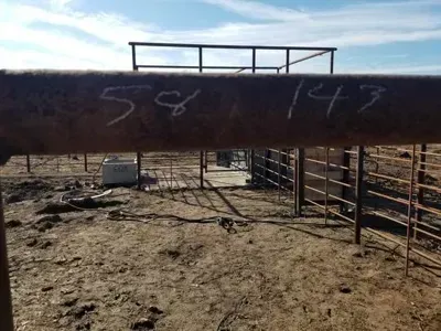 Rusty metal cattle chute in a dusty pen with fencing and chalk markings.