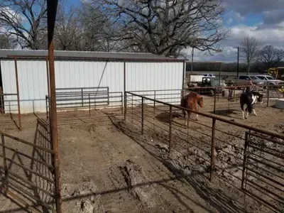 Several goats in fenced pens beside a white barn on a farm