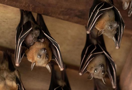 Bats on the ceiling