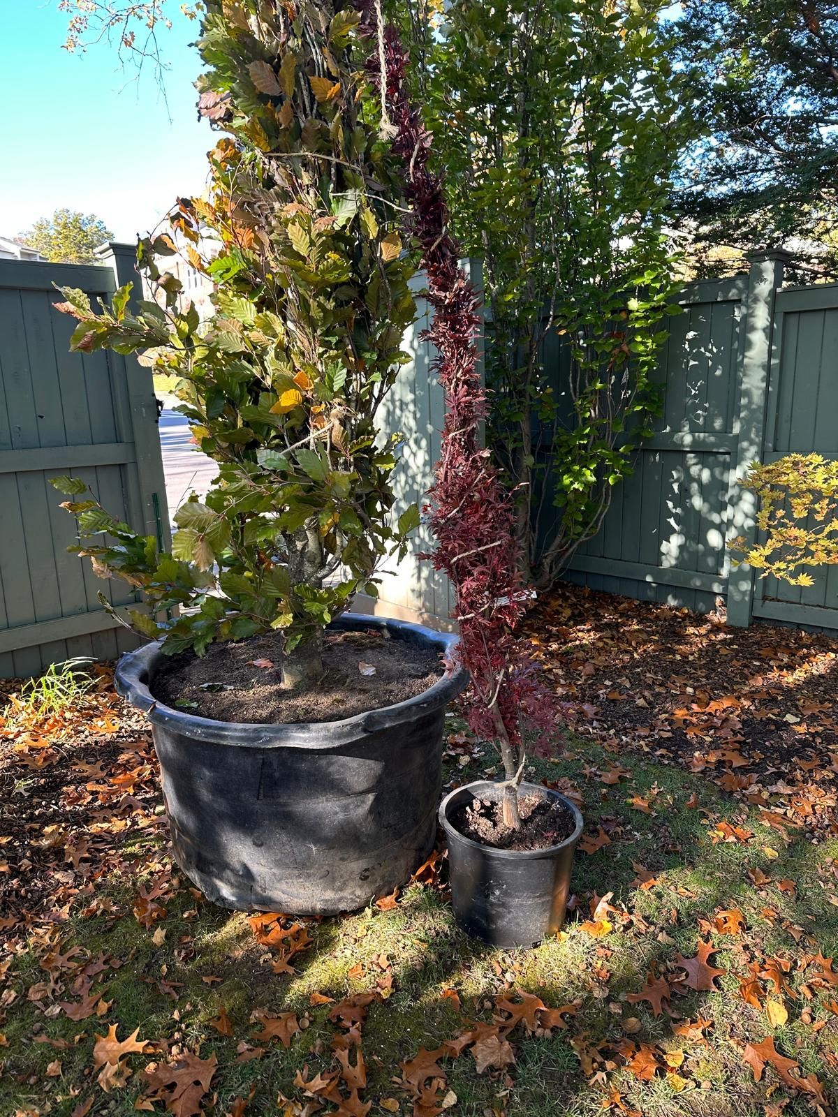 Two potted plants are sitting next to each other in a yard.
