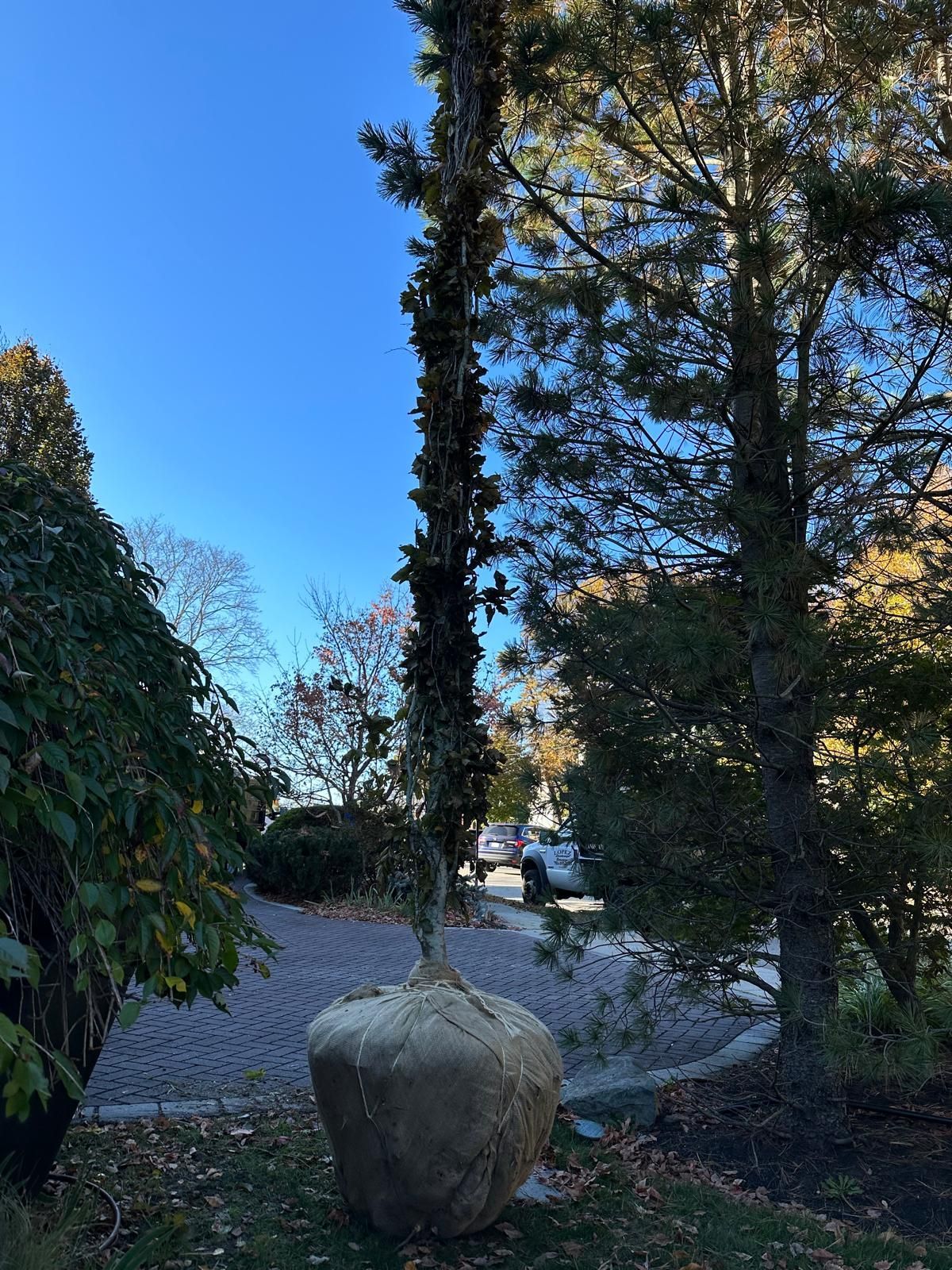 A large rock is sitting in the middle of a park next to a tree.