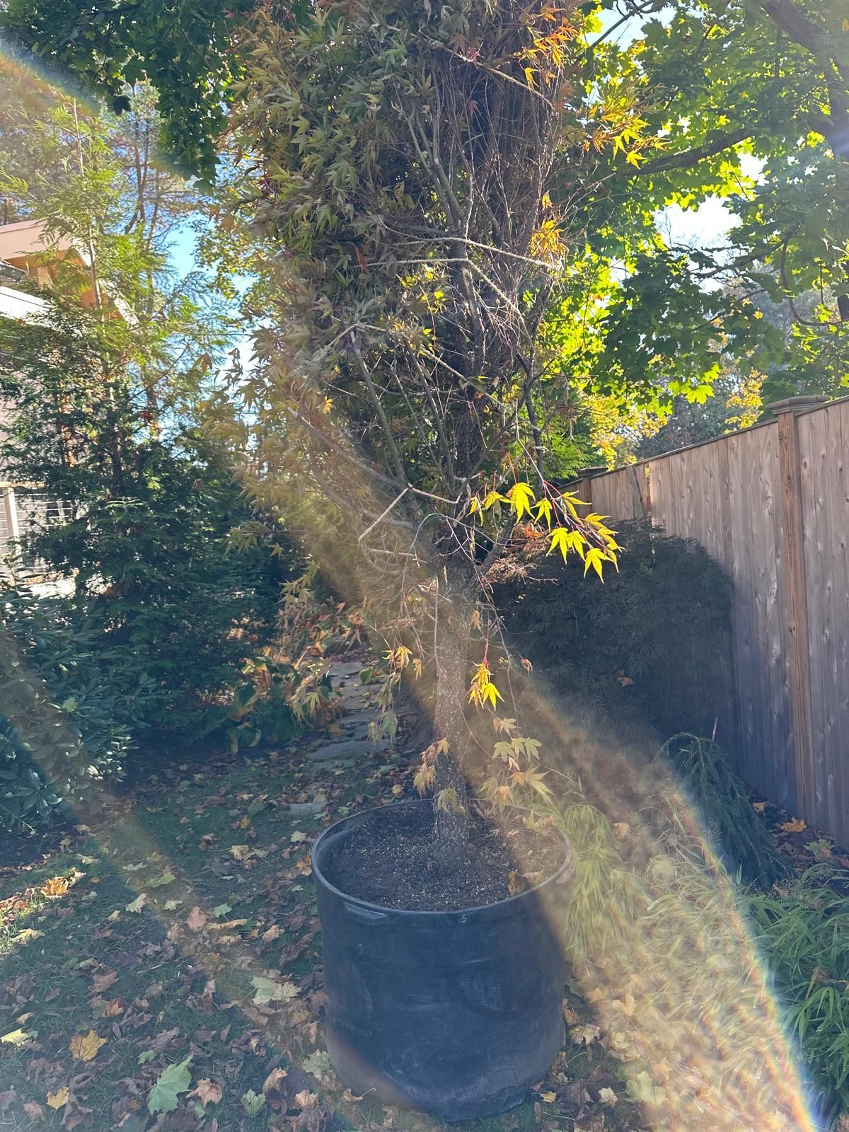 A tree in a pot in a backyard next to a wooden fence.