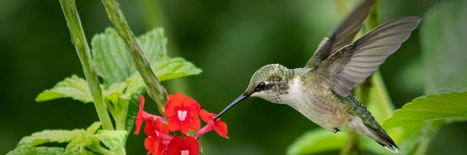 Ruby throated hummingbird hovering near a red flower while sucking up the nectar
https://commons.wikimedia.org/wiki/File:Ruby-Throated_hummingbird_on_red_flower.jpg
Author: Jack Nevitt