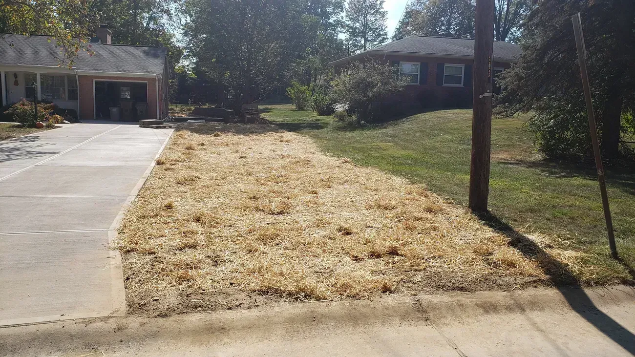 Yard covered with dry, tan grass, next to a driveway and street, with houses in the background.