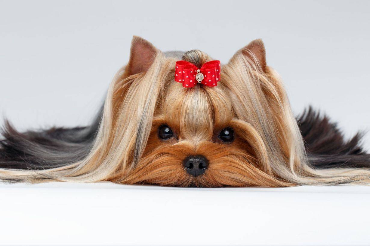 fido fido Dog Daycare & Boarding