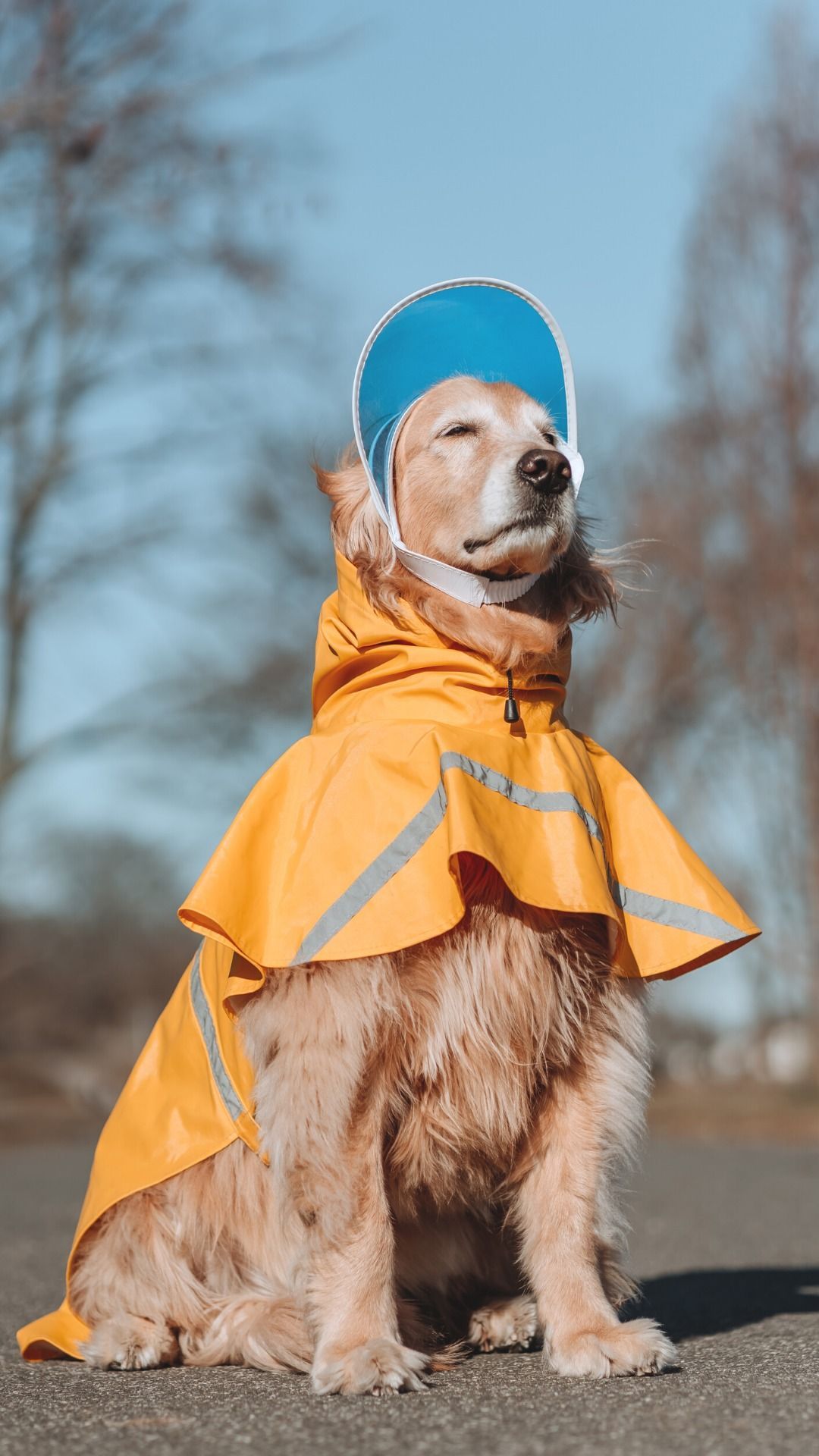Golden retriever in yellow raincoat and blue hat sitting on asphalt.
