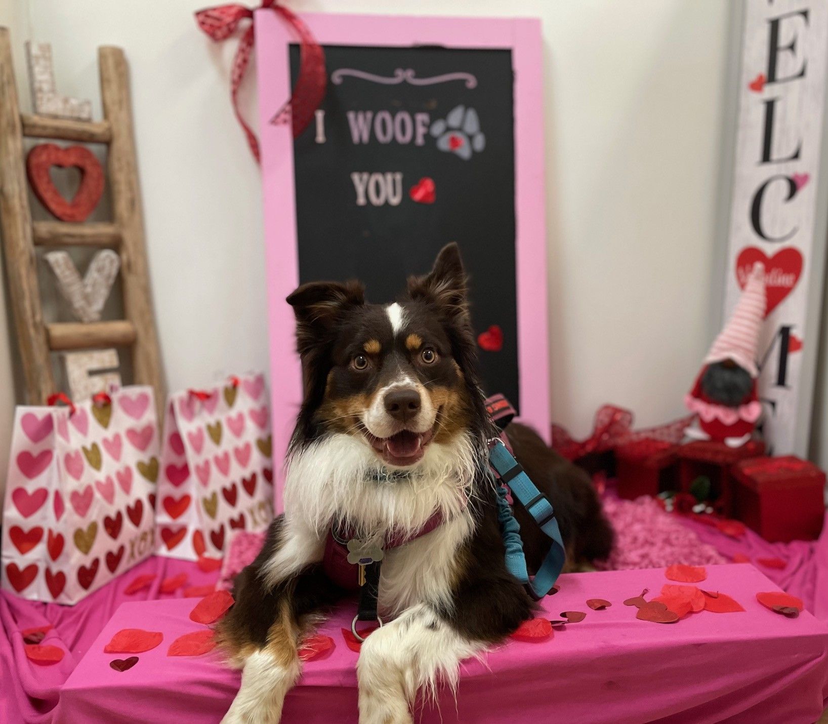 Brown and white dog smiling in front of a Valentine's Day setup with hearts and a 