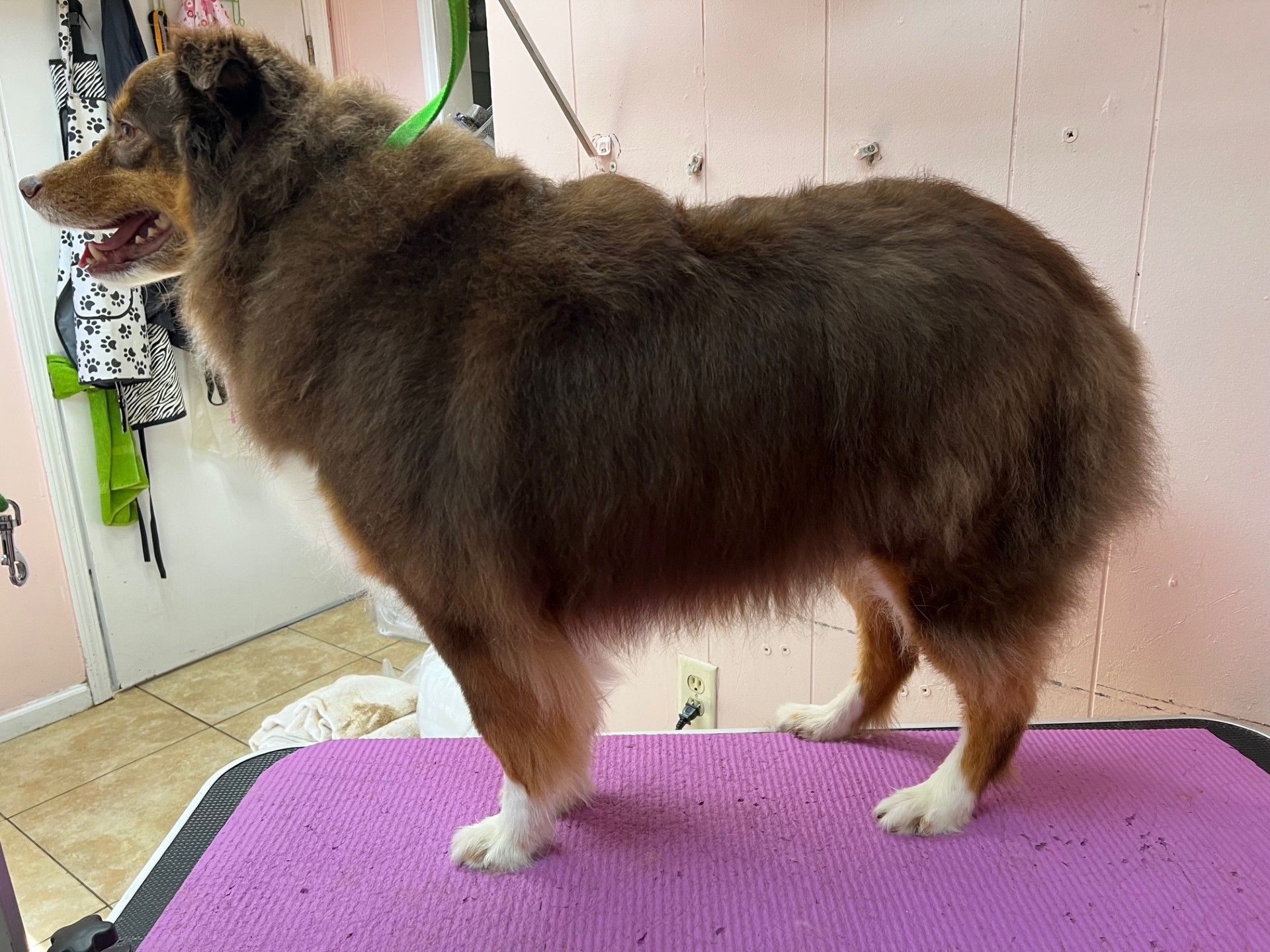 Brown and white dog stands on grooming table, head in profile, pink walls background.