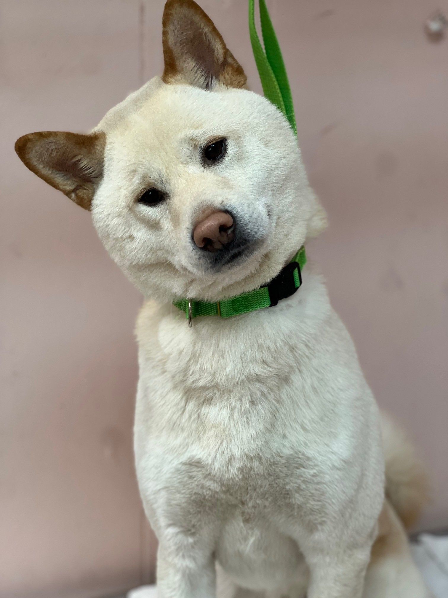 White Shiba Inu tilting its head, wearing a green collar, pink background.