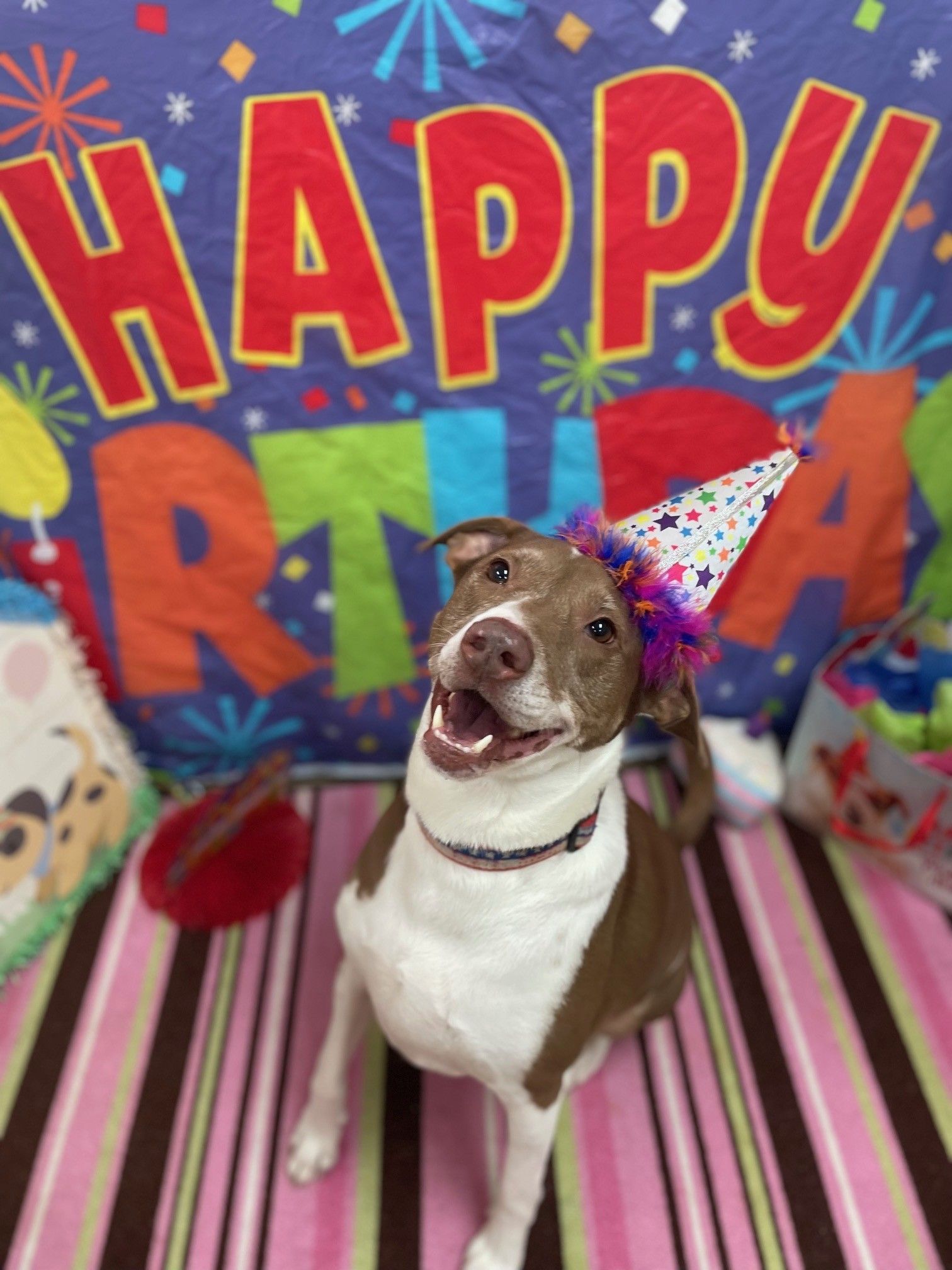 Dog wearing a birthday hat smiles in front of a colorful birthday backdrop.