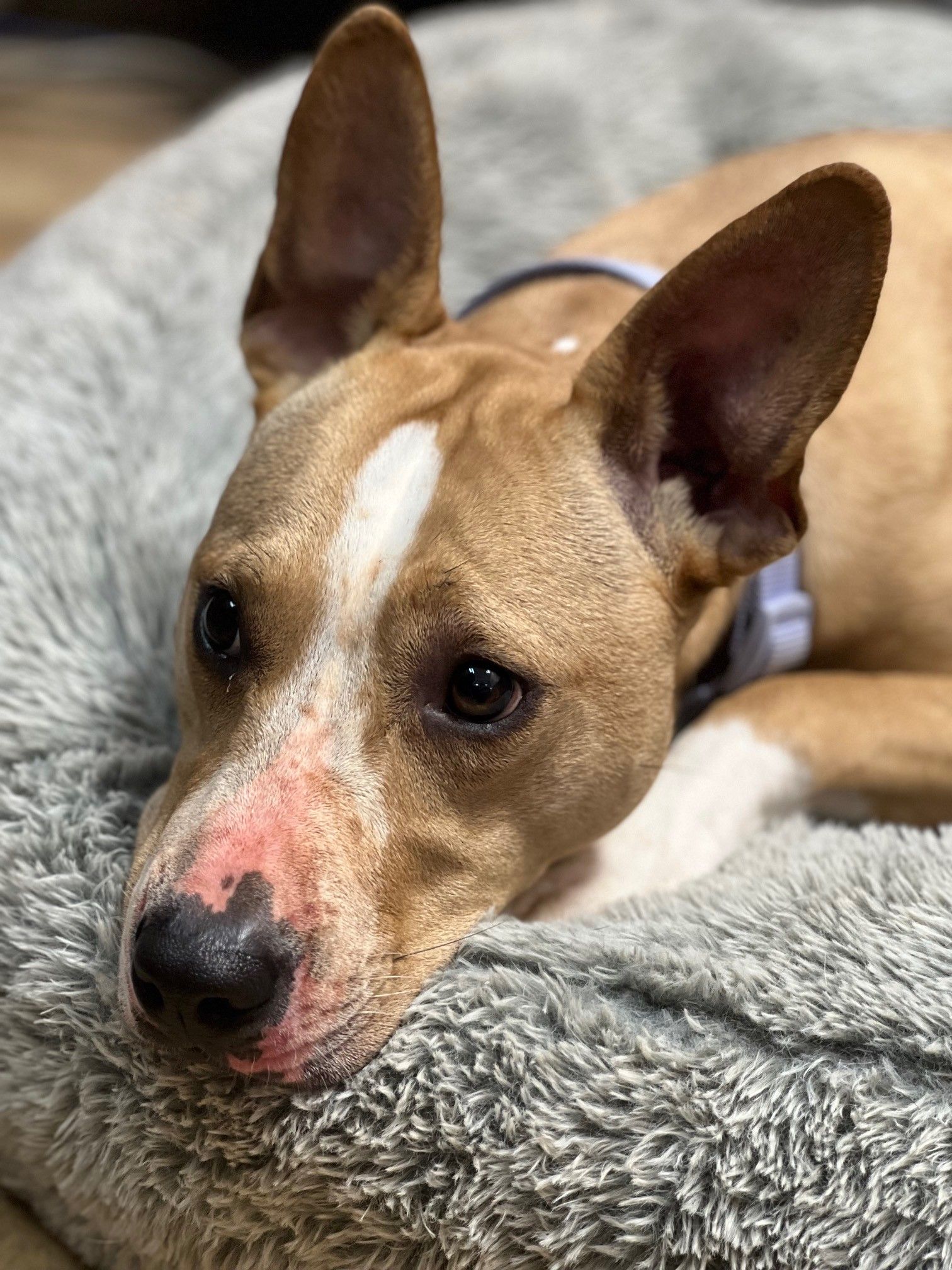 Tan dog with white markings rests in a fluffy gray bed, looking at the viewer.
