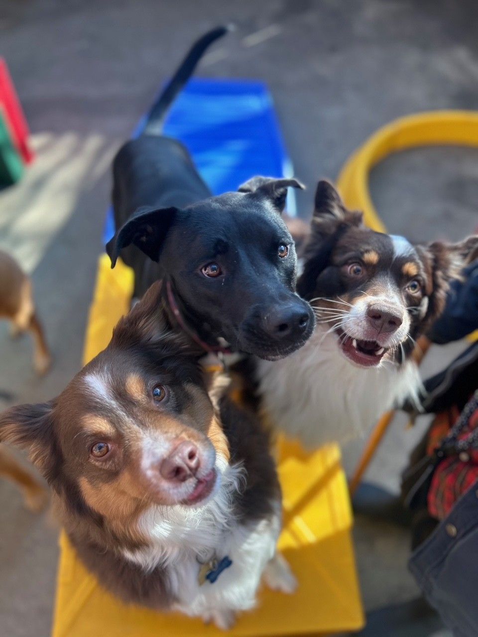 Three dogs looking up with curious expressions on a yellow platform. One black, two brown/white. Outdoors.