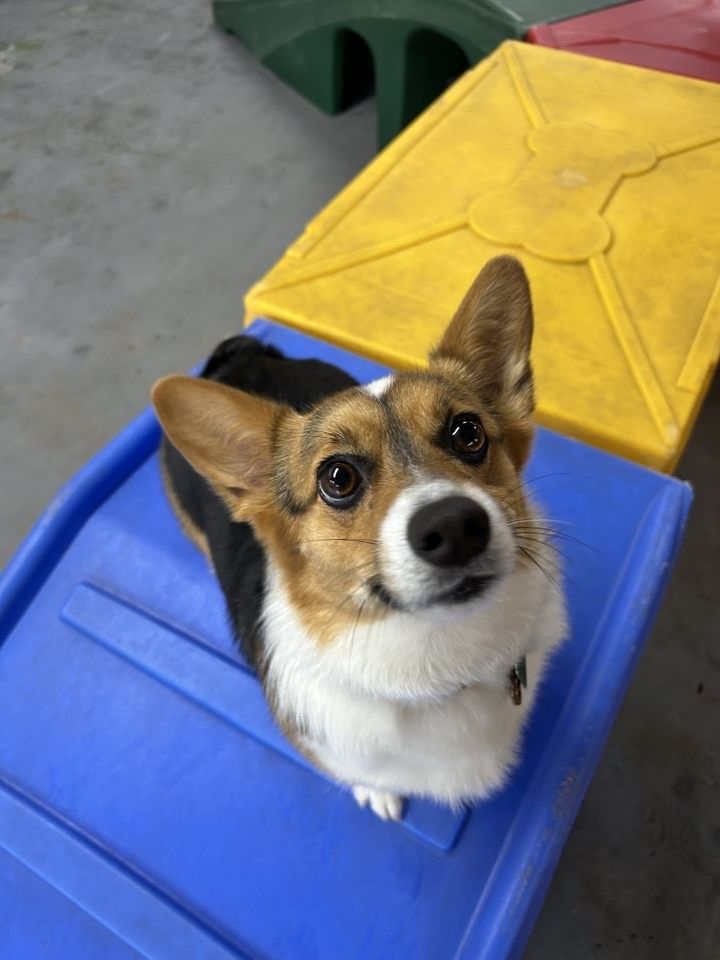 Tri-color corgi looking up with a happy expression, sitting on a blue step with colorful obstacles in background.