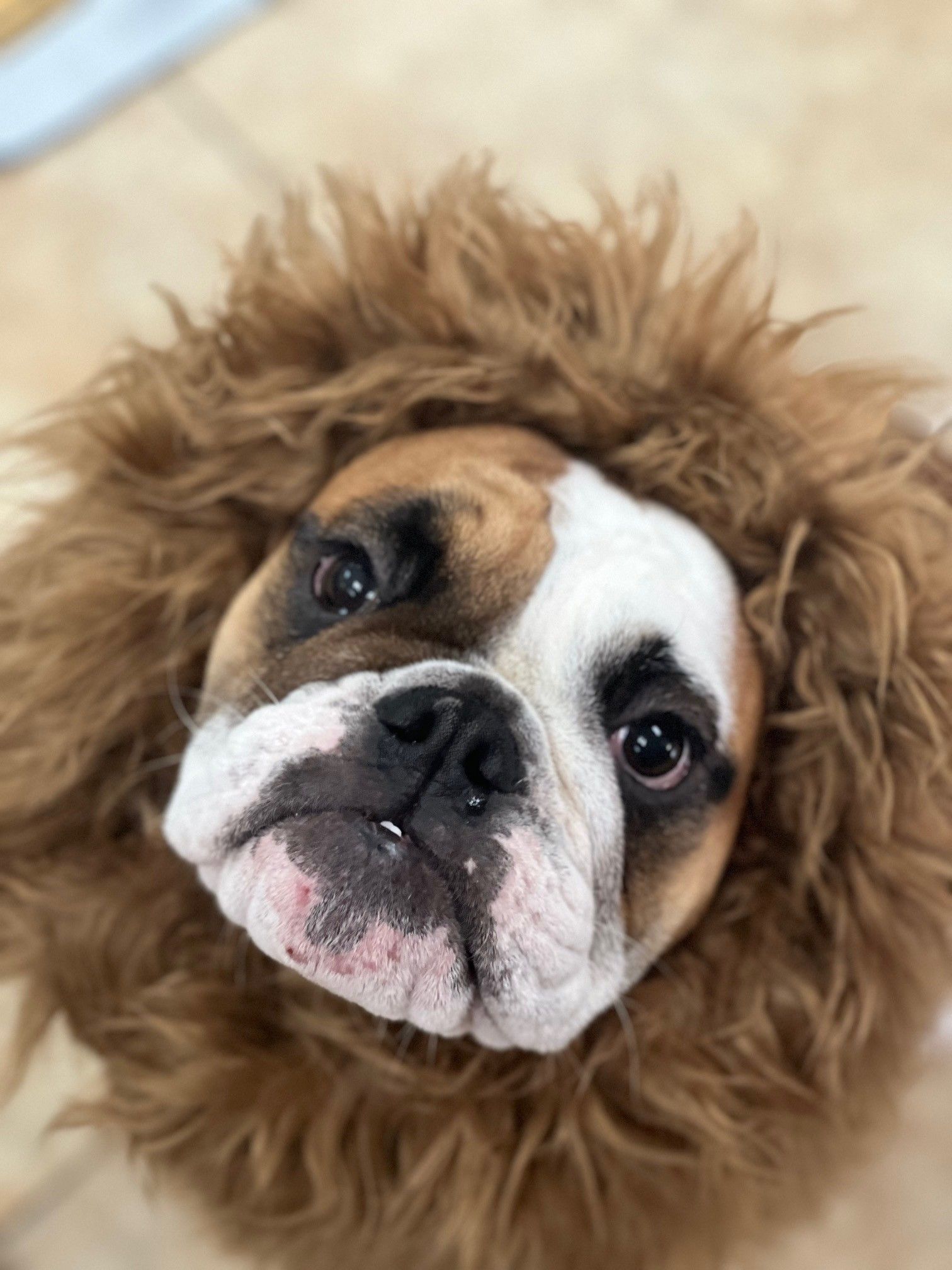 English bulldog wearing a lion's mane costume, looking up with a curious expression.