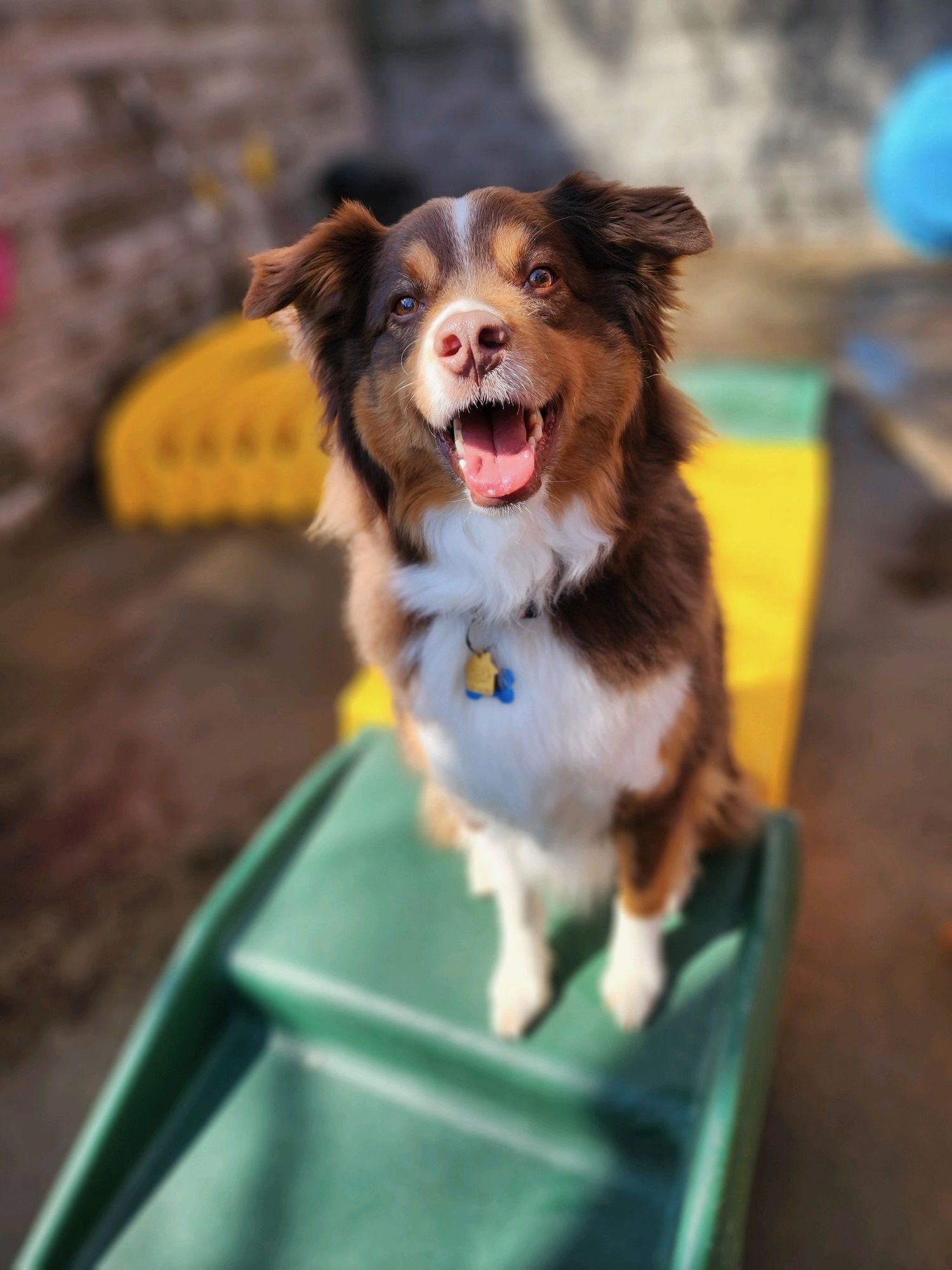 Happy brown and white dog sits on a green and yellow playground ramp, smiling with tongue out.