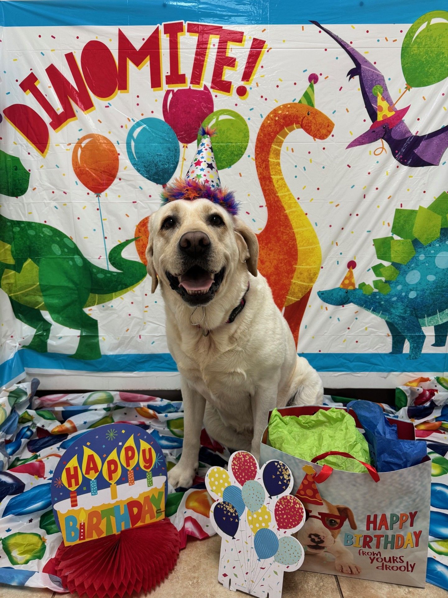 Yellow lab wearing a party hat smiles at a dinosaur-themed birthday backdrop.