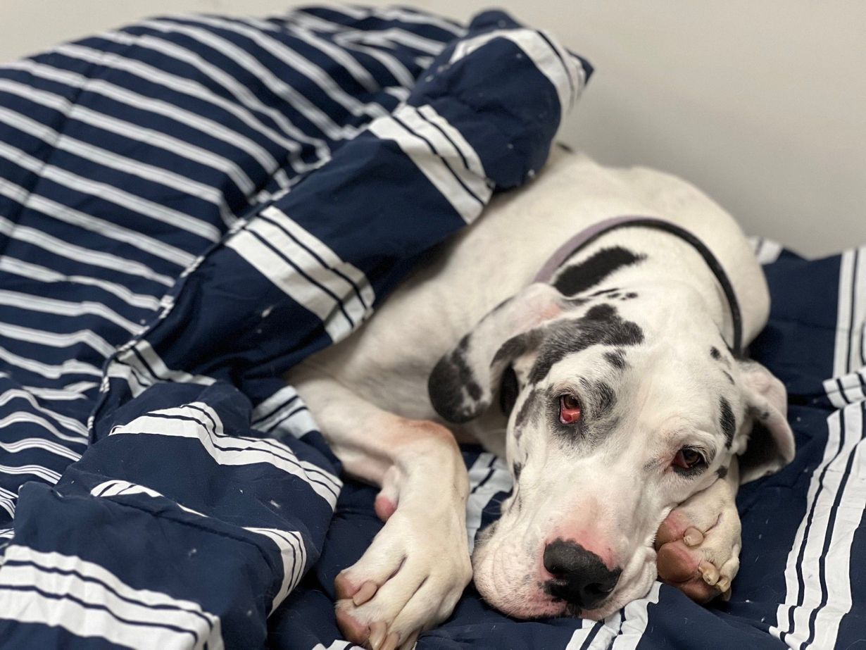 Great Dane dog resting on a blue and white striped blanket, looking sleepy.