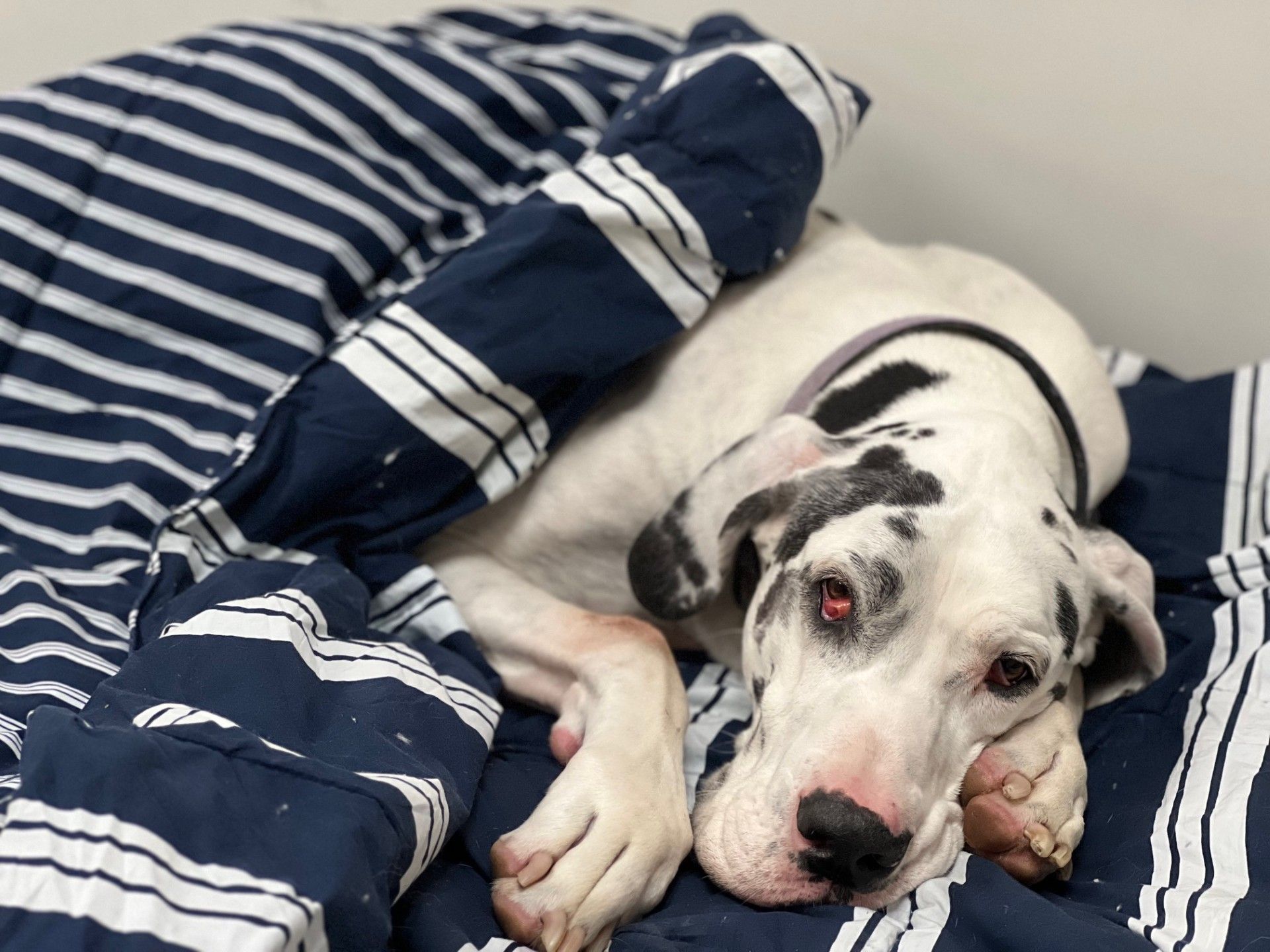 Great Dane resting on a blue and white striped comforter, looking tired.