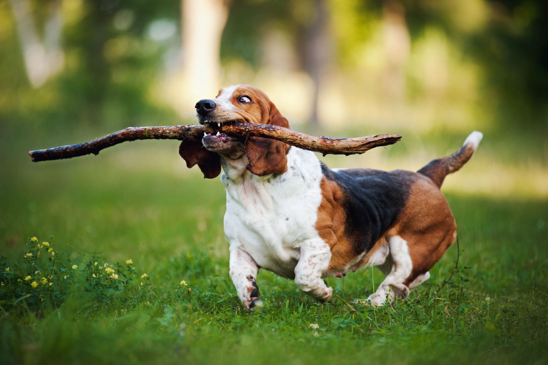 fido fido Dog Daycare & Boarding