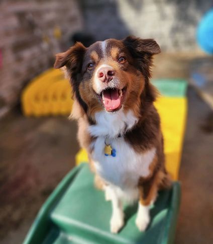 fido fido Dog Daycare & Boarding