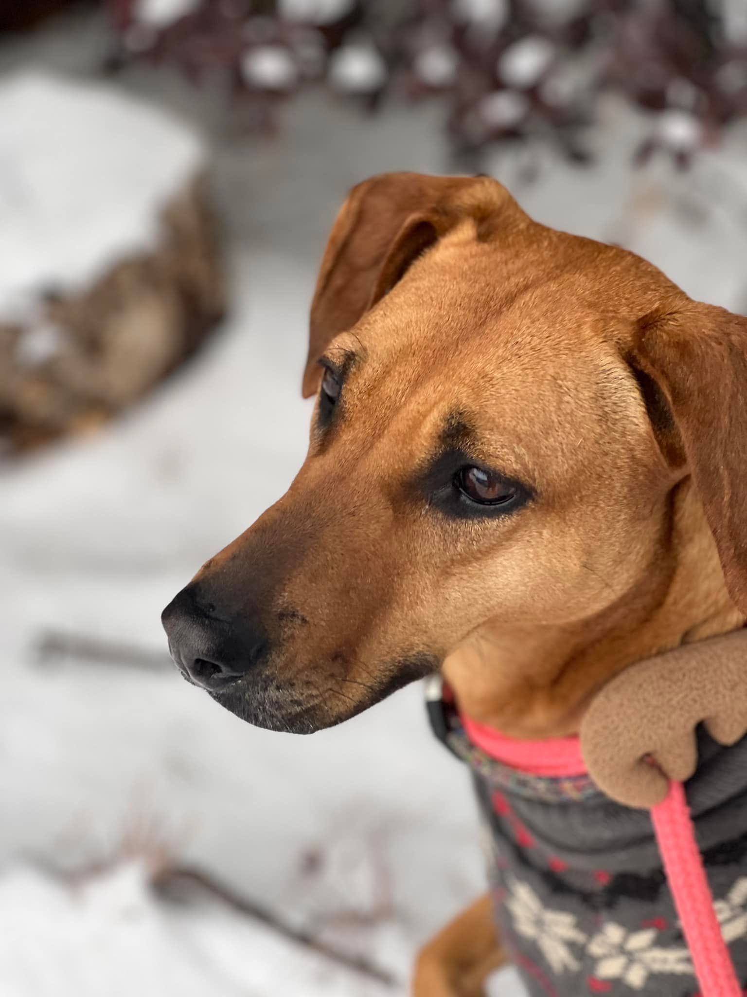 Brown dog wearing a sweater and leash, looking off-camera in a snowy outdoor setting.