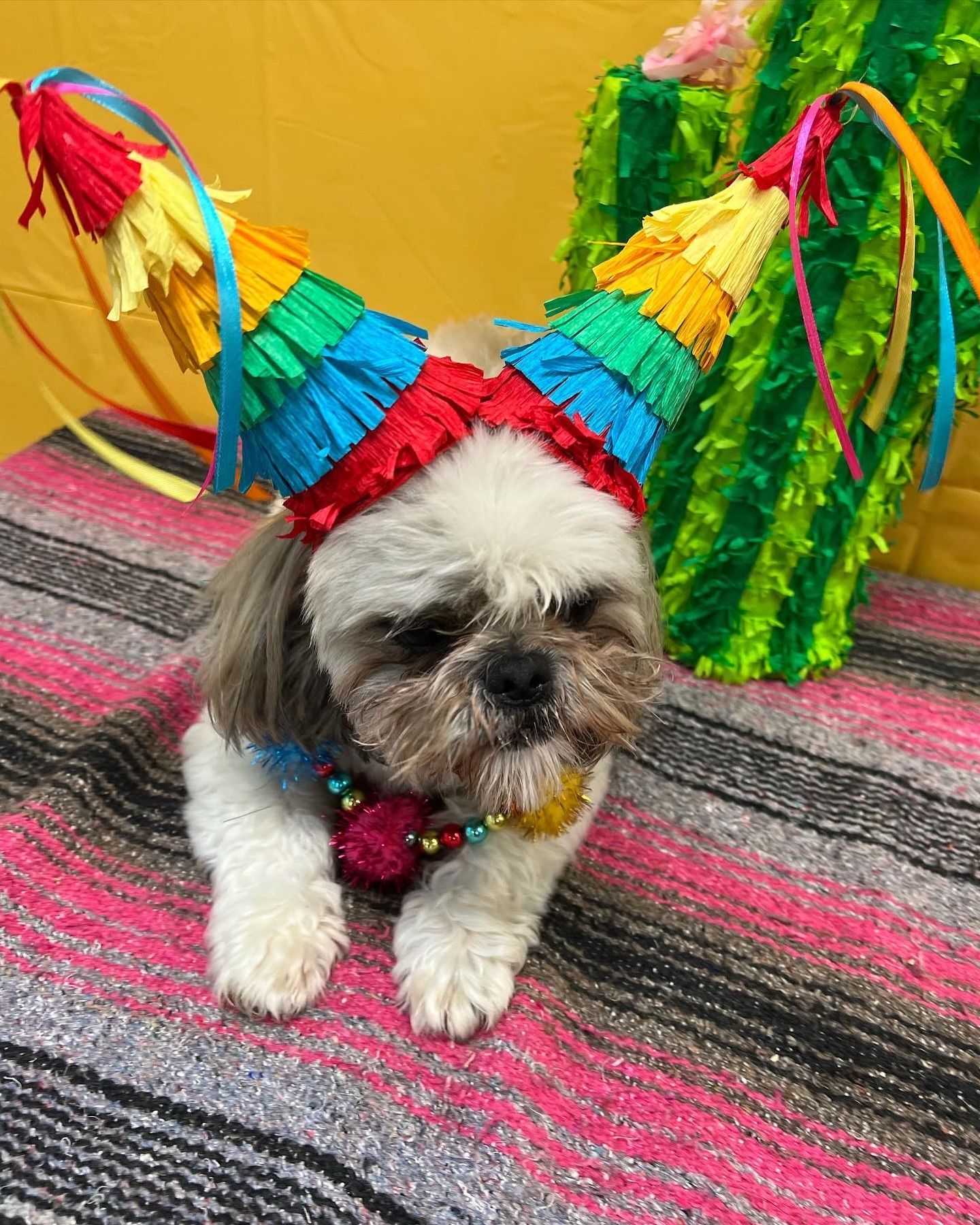 A small dog wearing a colorful party hat and necklace, sitting on a pink and gray blanket.