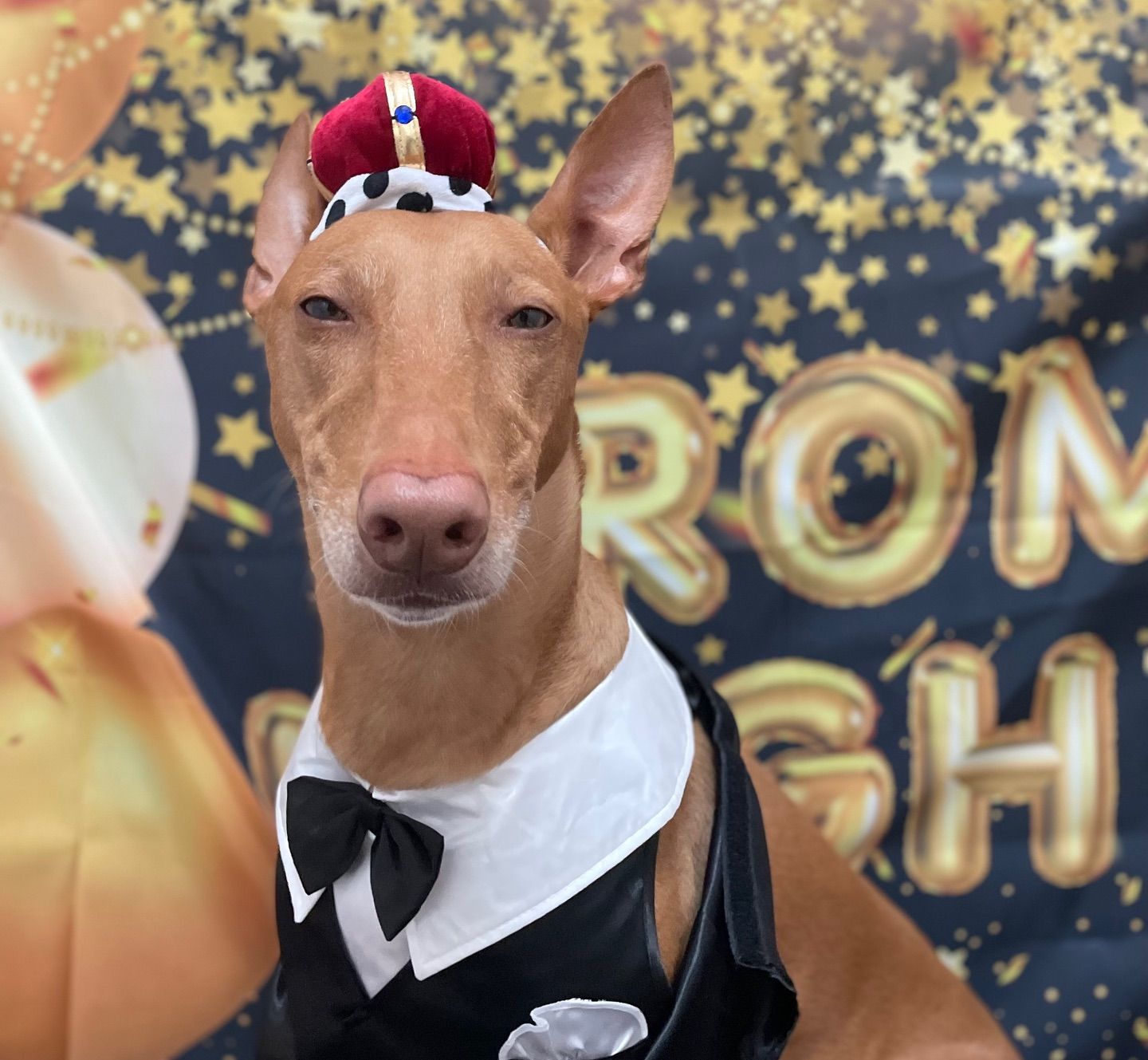 A regal dog with a crown and tuxedo at 