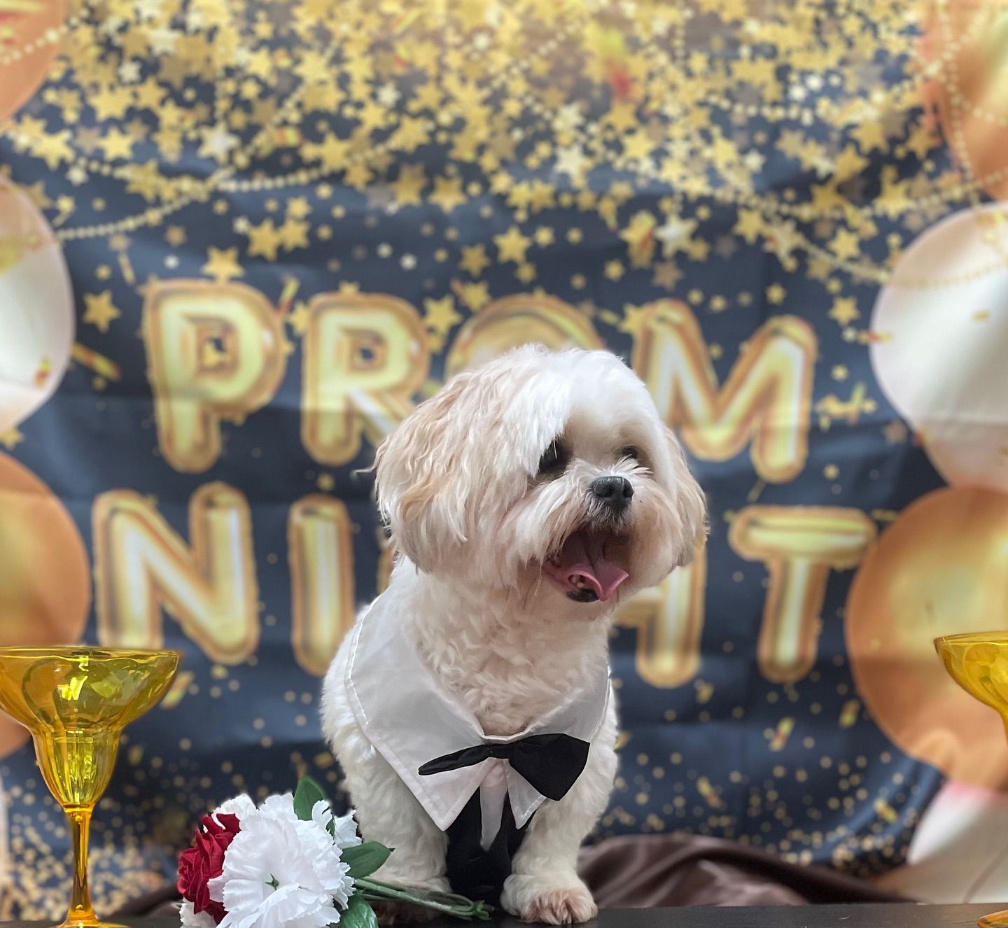 A small, white dog wearing a tuxedo smiles in front of a 