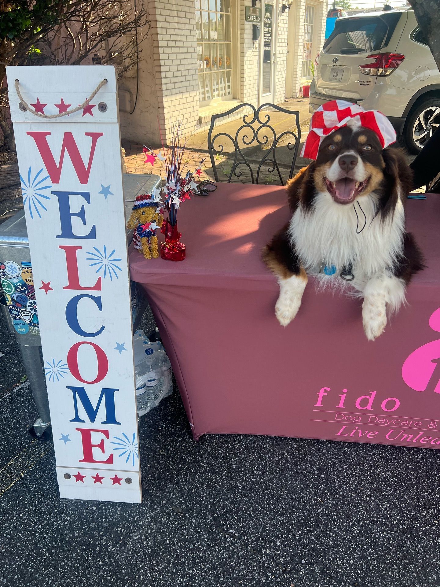 An Australian Shepherd dog smiles behind a table with 