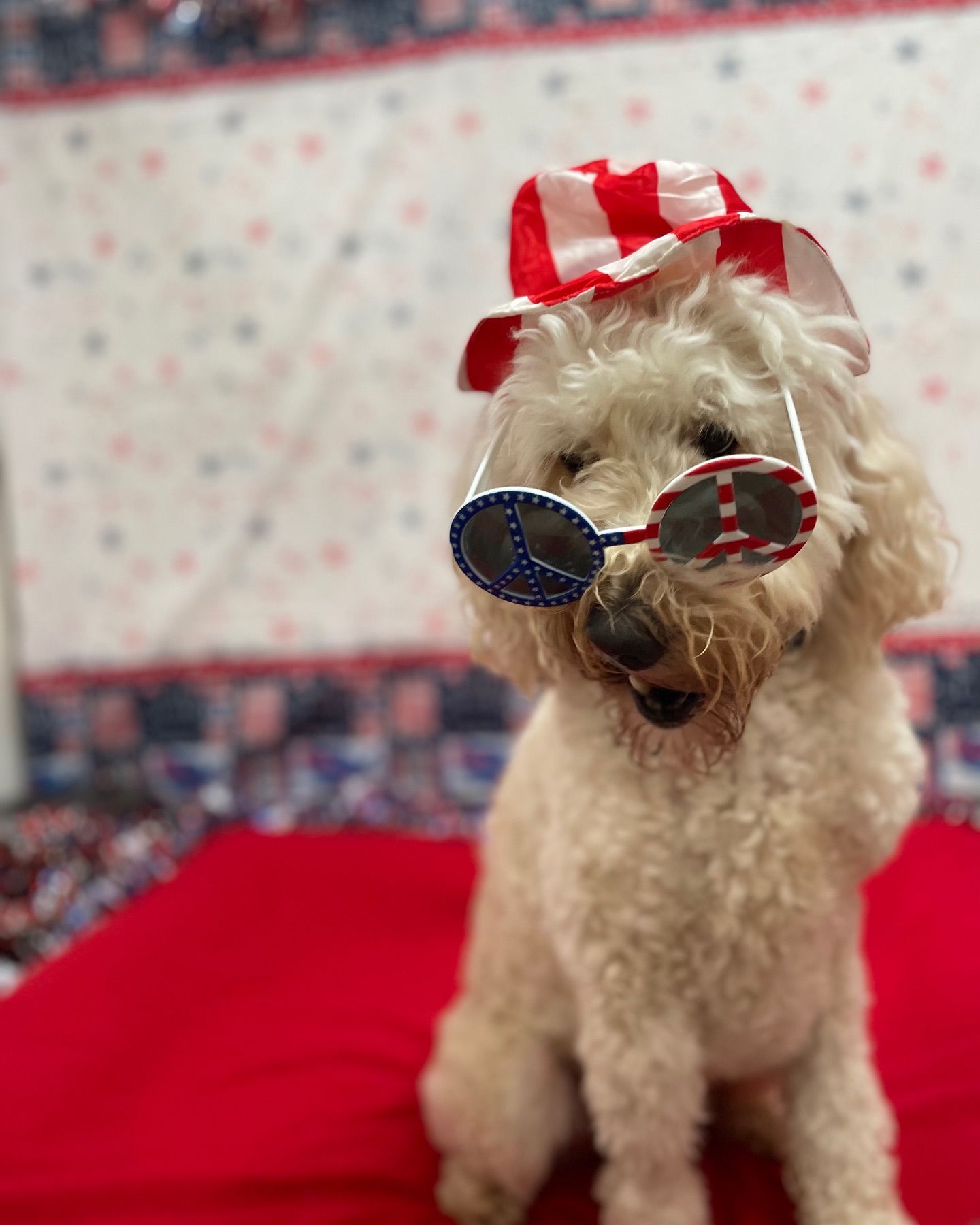 A fluffy, cream-colored dog wearing red, white, and blue patriotic hat and sunglasses sits in front of a red, white, and blue patterned background.