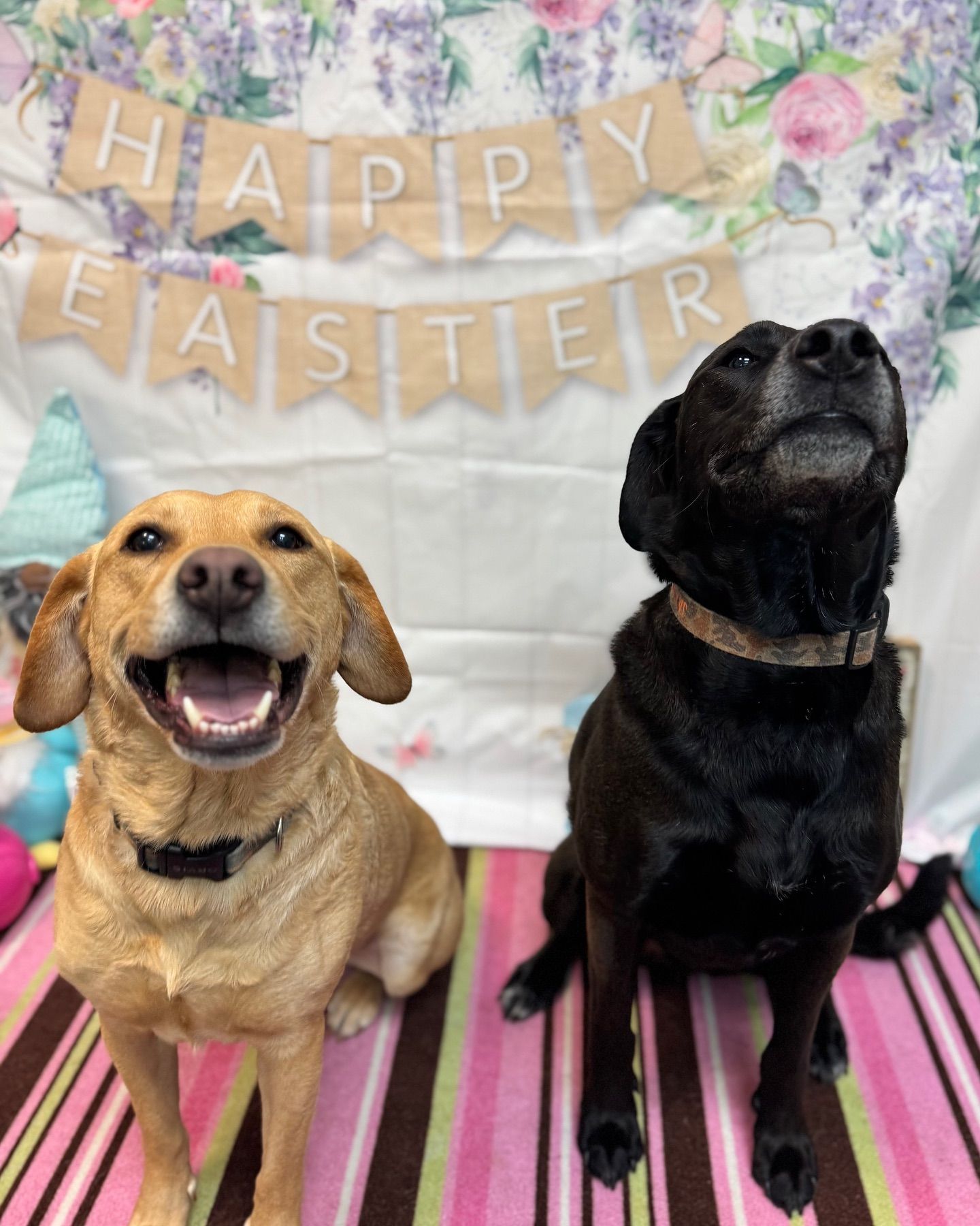 Two dogs, one yellow and one black, sit in front of an Easter backdrop with a banner that says 