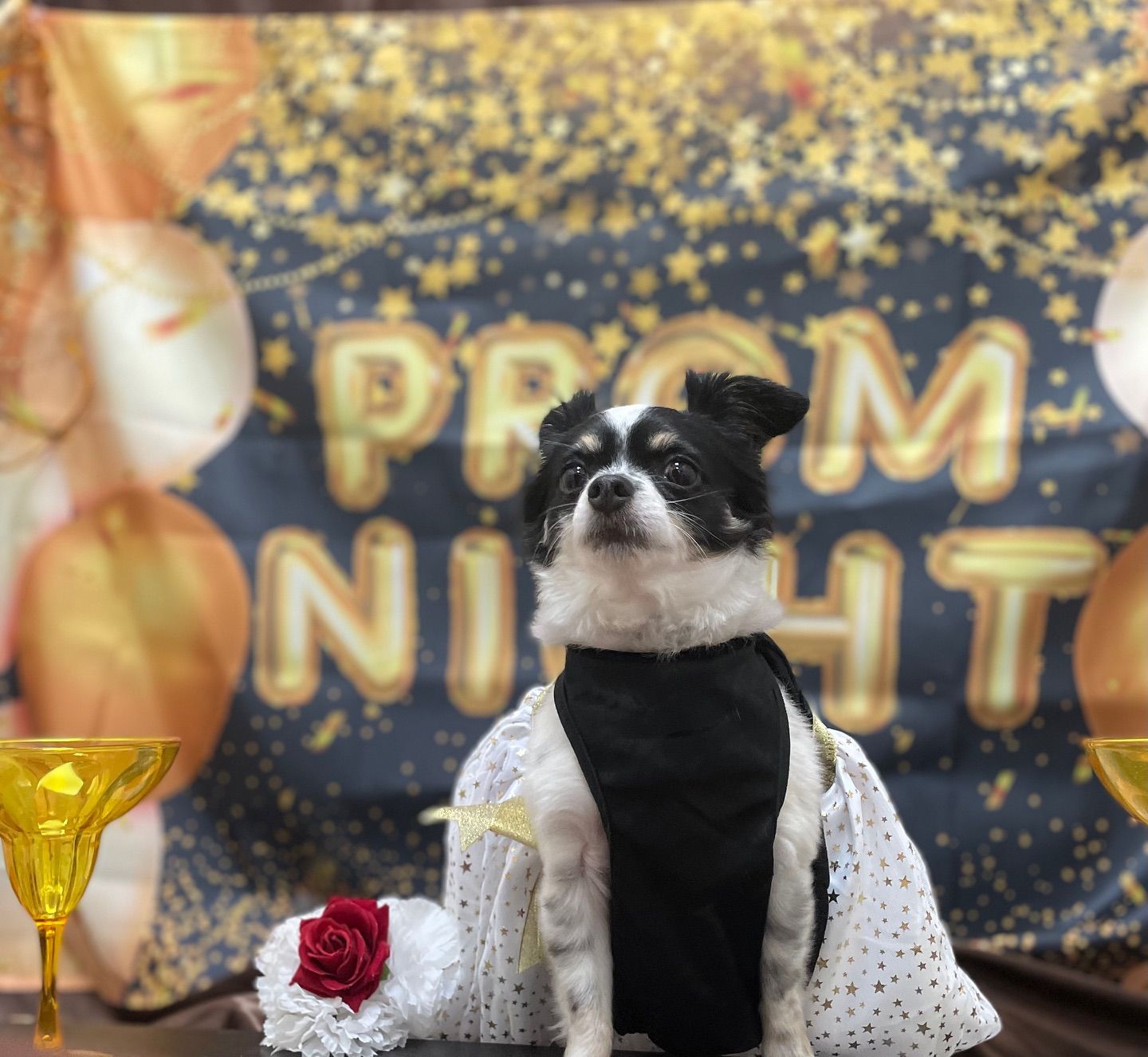 Chihuahua dressed in formal wear for prom night, against a backdrop with gold accents and 