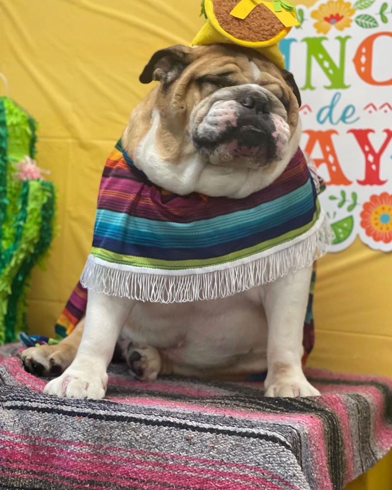 English bulldog wearing a sombrero and colorful poncho, sitting on a blanket, with Cinco de Mayo decorations in the background.