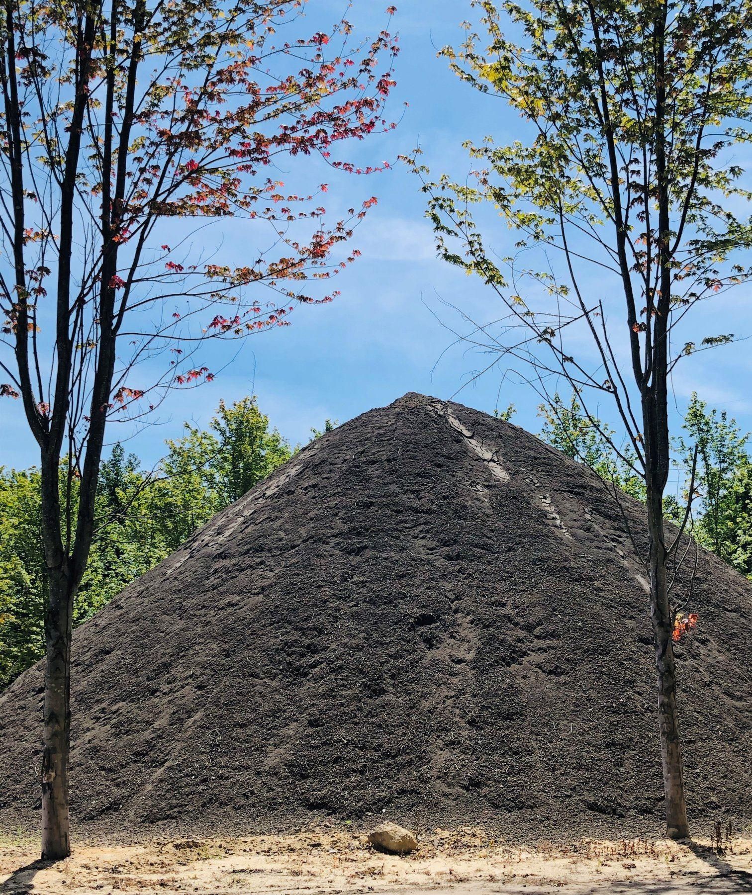 A large, conical pile of dark gravel or mulch sits between two tall trees under a blue sky.