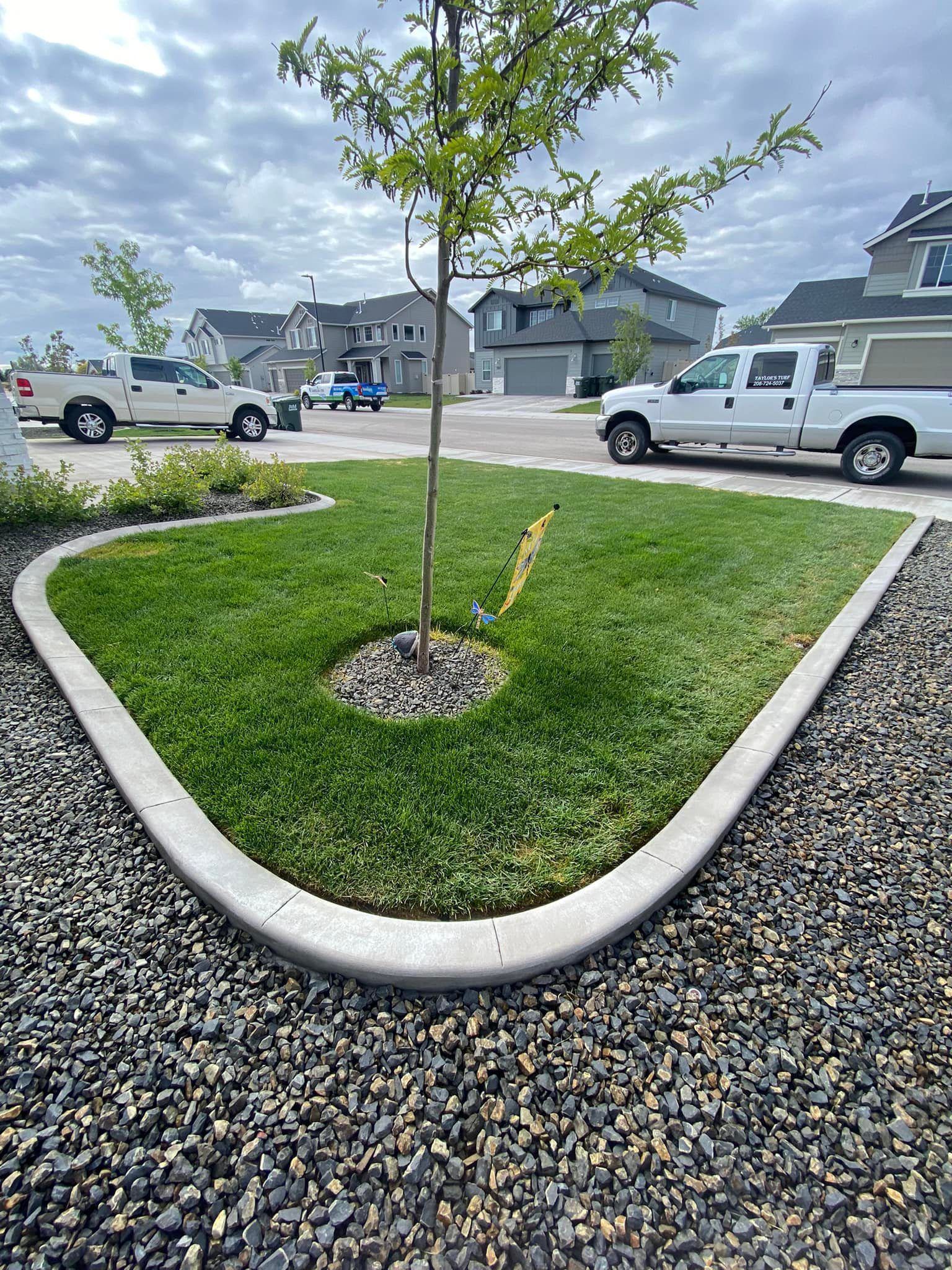 A small, young tree centered in a curved, grass-covered island bordered by a concrete edge, surrounded by gray gravel.