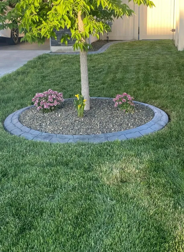 A small tree in a grassy lawn, surrounded by a circular stone border filled with dark mulch and two small flower beds.