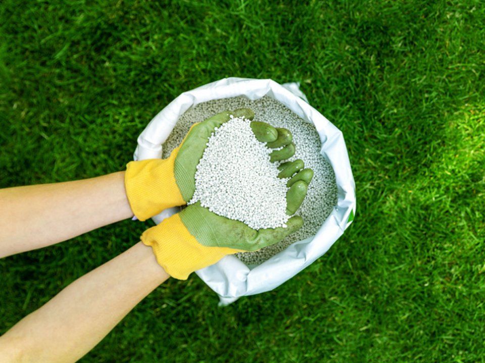 feeding lawn with granular fertilizer
