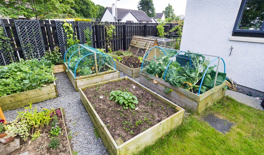 Vegetable garden