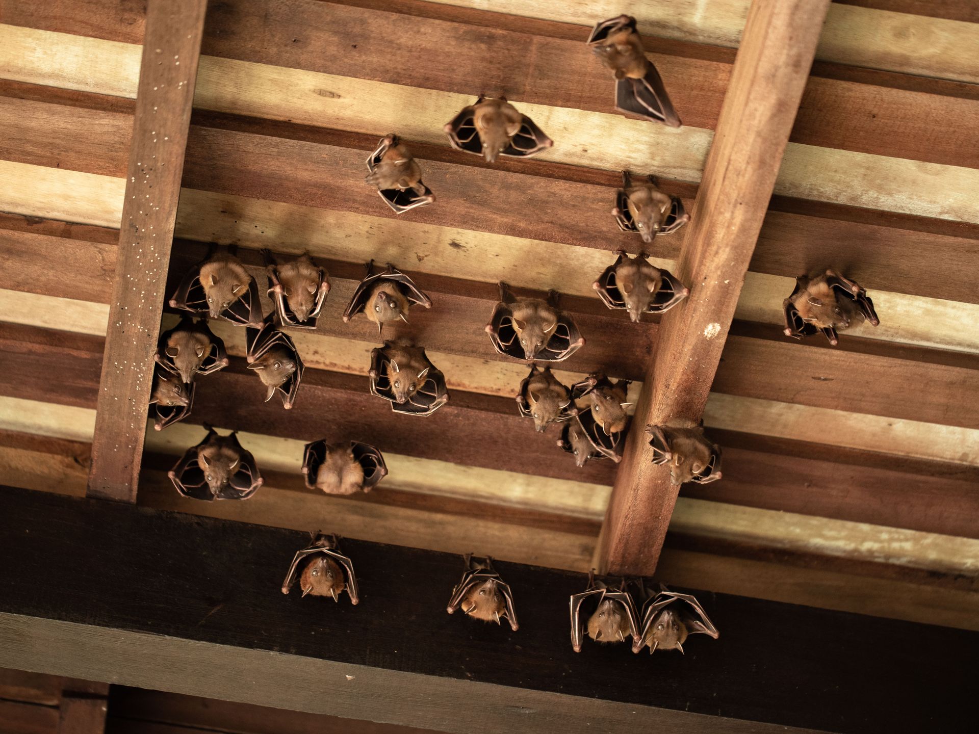 bat removal